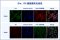 DiI Cell Membrane Red Fluorescent Staining Kit, 100-1000 T