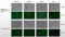 PEI 40K Transfection Reagent