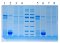 5 x SDS-PAGE protein loading buffer (odorless, reduced type)