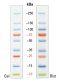 Protein marker (10-250 kDa), 250 μL