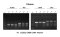 Mouse Genotyping Kit (for PCR series)