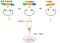 T4 DNA Ligase (5 U/μL )