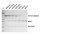 Recombinant SUMO Protease (Ulp1, His-tag), 2000 U
