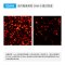 Endotoxin-free Plasmid DNA Mini-prep Kit, 50 T (for Nucleic Acid Extraction)