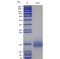 Recombinant Rat IL-4 Protein (His-tag)