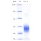 Recombinant Human IL-7 Protein (His-tag)