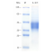 Recombinant Human IL-9 Protein (His-tag)