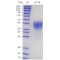 Recombinant Mouse LIF Protein (His-tag)