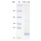 Recombinant Rat TNF-alpha Protein (His-tag)