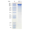 Recombinant Human EGF Protein (His-tag)