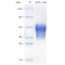 Recombinant Rat MCP1 Protein (His-tag)