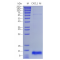 Recombinant Mouse CXCL1 Protein (His-tag)