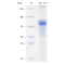 Recombinant Human CD4 Protein (His-tag)