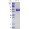 Recombinant Mouse CD4 Protein (His-tag)