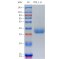 Recombinant Human PDL1 Protein (His-tag)