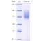 Recombinant Mouse CD68 Protein (His-tag)
