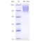 Recombinant Human CD34 Protein (His-tag)