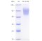 Recombinant Mouse CD34 Protein (His-tag)