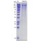 Recombinant Mouse CD44 Protein (His-tag)