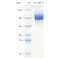 Recombinant Human CD333 Protein (His-tag)