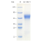 Recombinant Human CD360 Protein (His-tag)