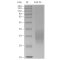 Recombinant Mouse FAS Protein (His-tag)