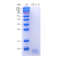 Recombinant Human IGF2 Protein