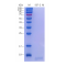 Recombinant Mouse IGF2 Protein