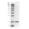 Recombinant Mouse aFGF Protein