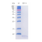 Recombinant Human HB-EGF Protein