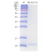 Recombinant Mouse HB-EGF Protein