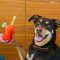 P.L.A.Y - Barking Brunch Collection Dog Plus Toys