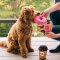 P.L.A.Y - ของเล่นสุนัขคอลเลคชัน "Pup Cup Cafe Collection"