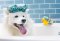 P.L.A.Y - ของเล่นสุนัขคอลเลคชัน " Splish Splash Collection"
