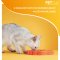 PetDreamHouse PAW 2-IN-1 for Cat and Small Dogs - จานอาหารสำหรับแมวและสุนัขพันธุ์เล็ก สีส้ม