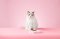 PetDreamHouse PAW 2-IN-1 for Cat and Small Dogs - จานอาหารสำหรับแมวและสุนัขพันธุ์เล็ก สีชมพู