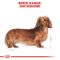 Royal Canin Dachshund Adult - อาหารเม็ดสุนัขพันธุ์ดัชชุน