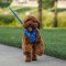 RUFFWEAR Front Range™ Dog Leash (New Color)