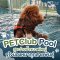 PETClub Pool สระว่ายน้ำขนาดใหญ่ จุใจน้องหมาทุกสายพันธุ์