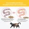 Sun Wonder Cat Probiotics