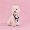 LUUKS UP TUG PALS Dog Toy - ของเล่นเชือกสุนัข 2 สี