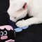 LUUKS UP Monster Catnip Toy - แคทนิปแมว ของเล่นแมว ตุ๊กตาแคทนิป