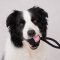 LUUKS UP Rope Dog Toy