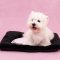 LUUKS UP SNOOZE&BOOGIE Pet Mat - ที่นอนสัตว์เลี้ยง