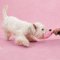 LUUKS UP WHIMSY TUGS Dog Toy - ของเล่นสัตว์เลี้ยง ซ่อนอาหาร เชือก