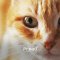 PROAD - Keep EYE Clean - ผลิตภัณฑ์ทำความสะอาดตาสำหรับสัตว์เลี้ยง