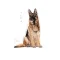 Royal Canin Maxi Adult 5+ 15 kg.