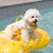 WINIZ Dog Pool Float - เบาะลอยน้ำสัตว์เลี้ยง นำเข้าจากเกาหลี 2 ลาย