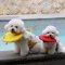 WINIZ Pet Life Jacket