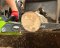 Greenworks Chainsaw 40V, Bar 10” Bare Tool